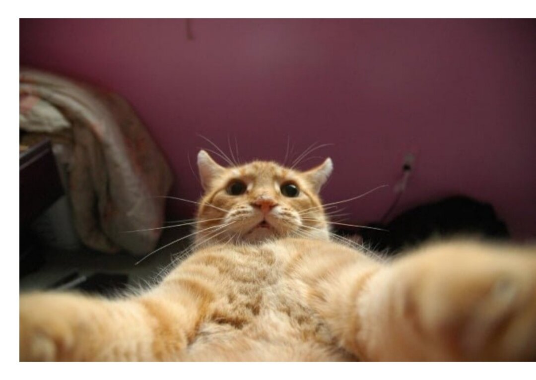 Првет всем от кота Степана :) 