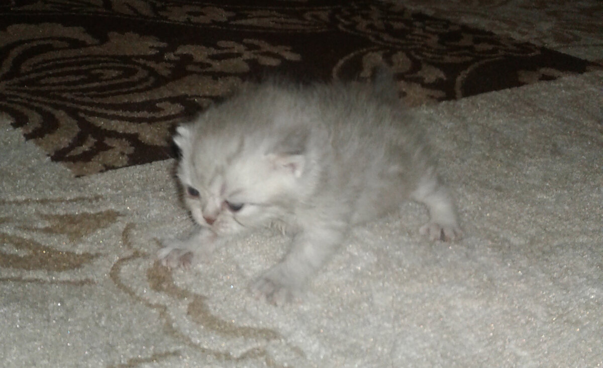 Первые шаги малыша.