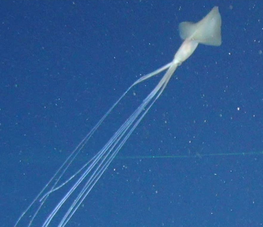 У берегов Австралии были зарегистрированы пять большеперых кальмаров. Фото взято из открытых источников.