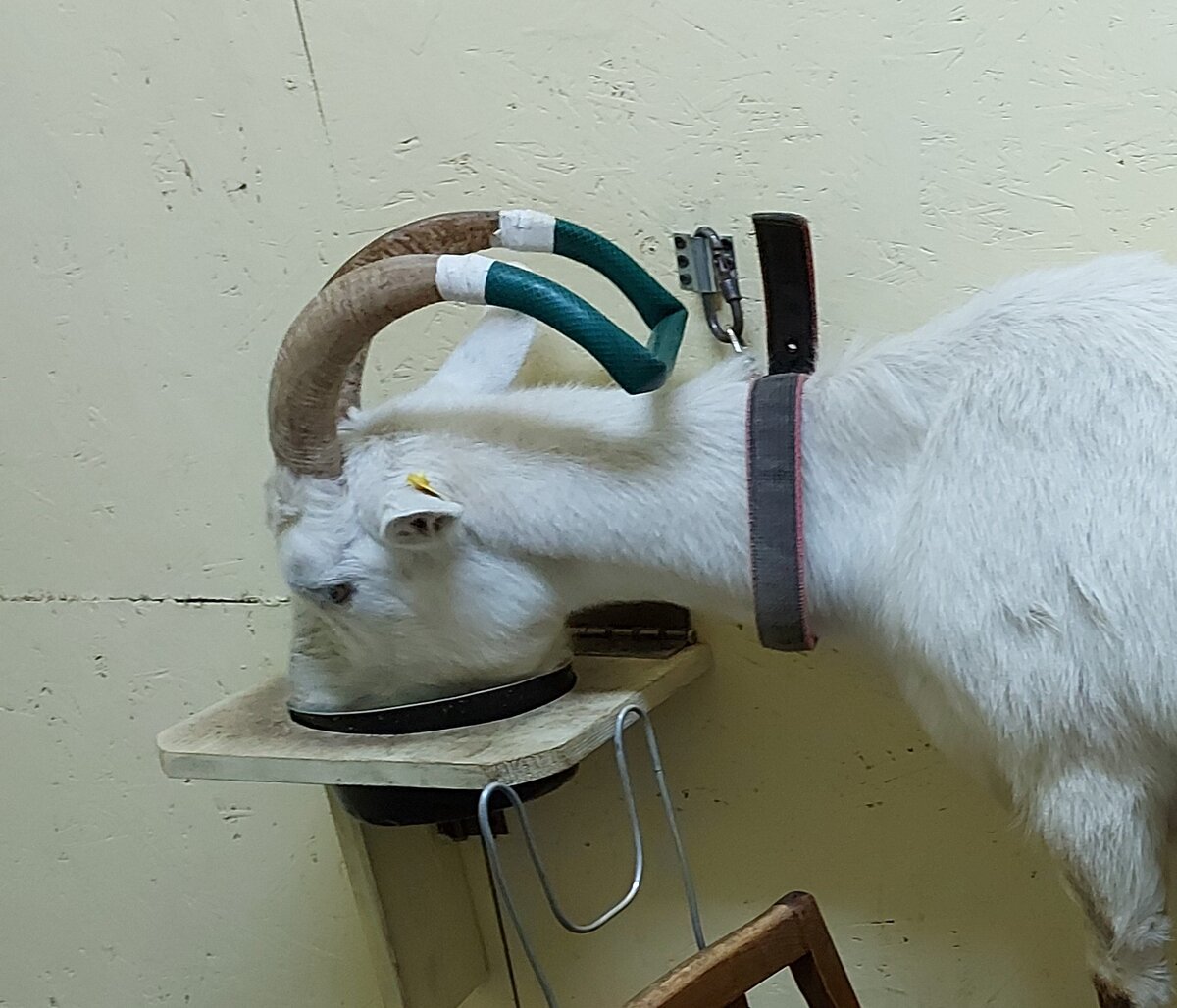 Купить шкуру ангорской козы