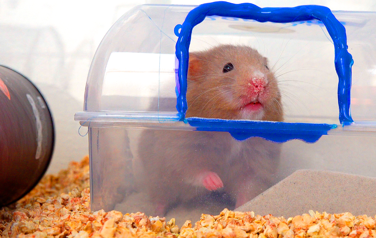 Секретная жизнь моего хомяка