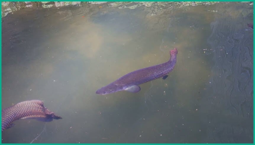 Всплыли подышать, хотя глубоко они никогда не плавают.