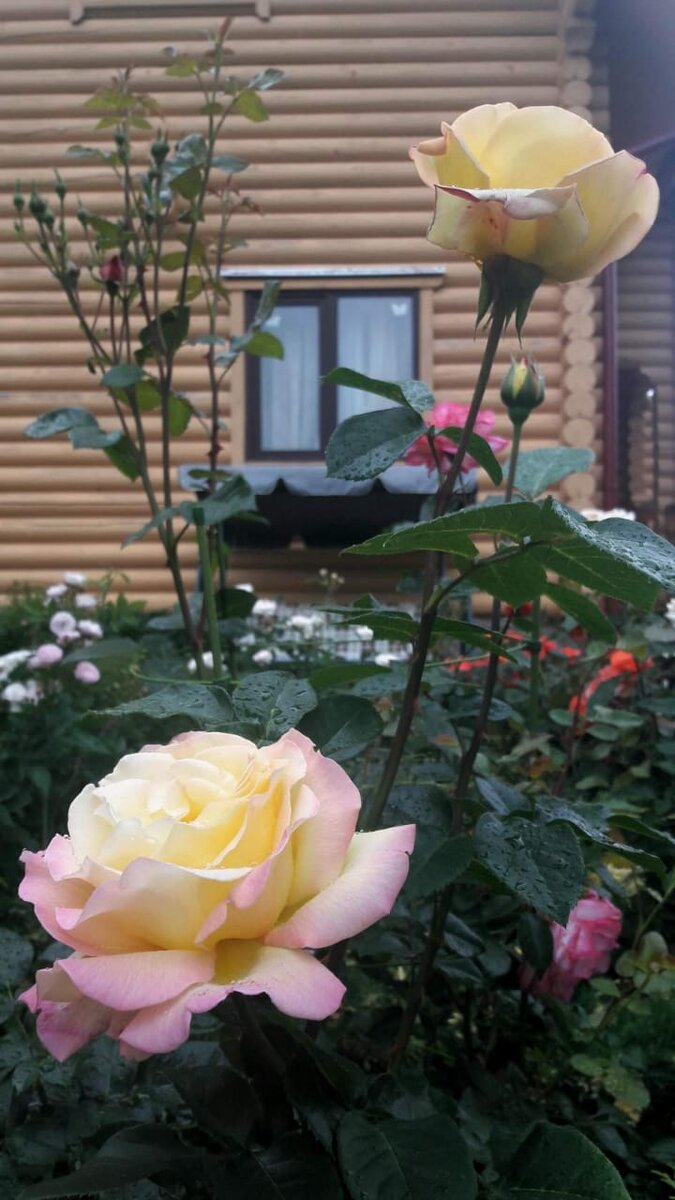 Мадам Мейян. Ч/г роза. 