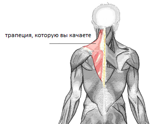 Трапециевидная мышца - советы, как накачать. Изображение с сайта: https://ru.wikipedia.org/wiki/