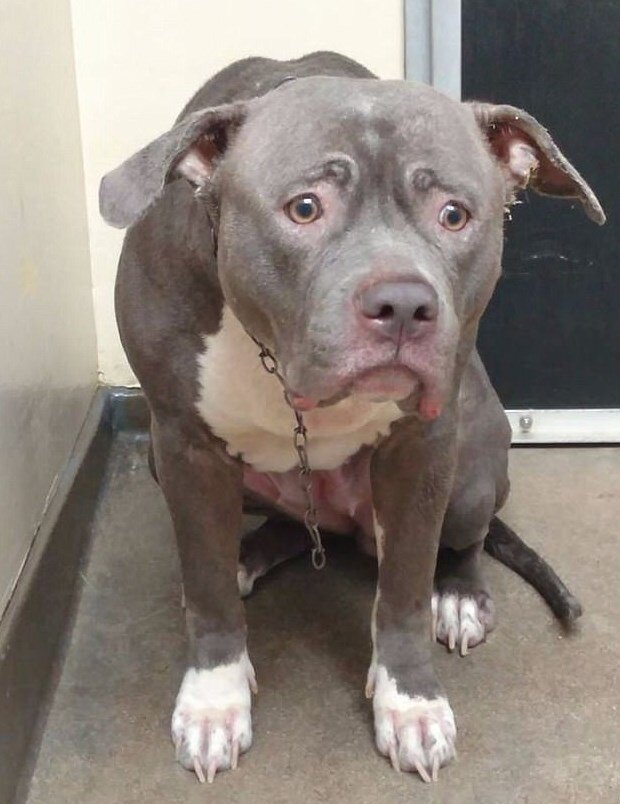 Собака грустит