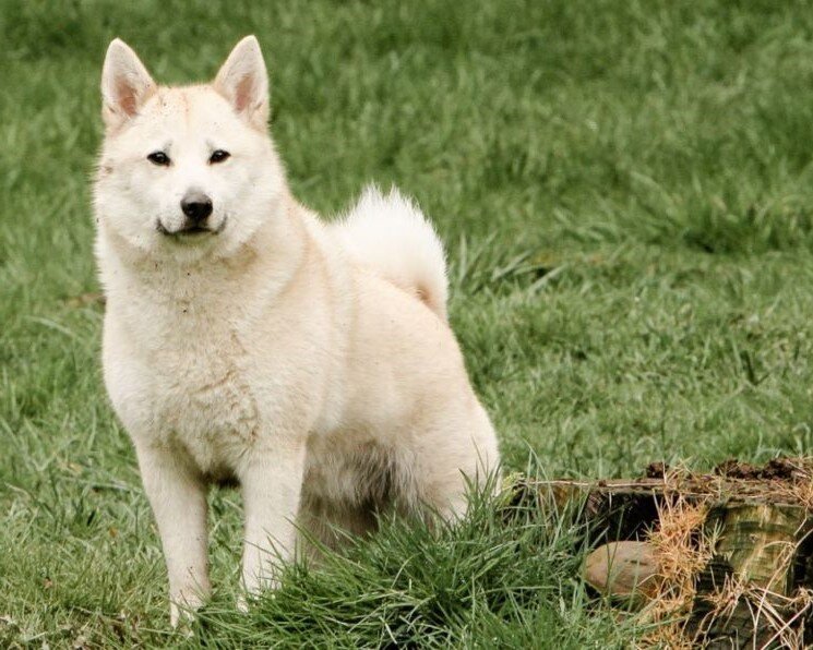 Норвежские Бухунды