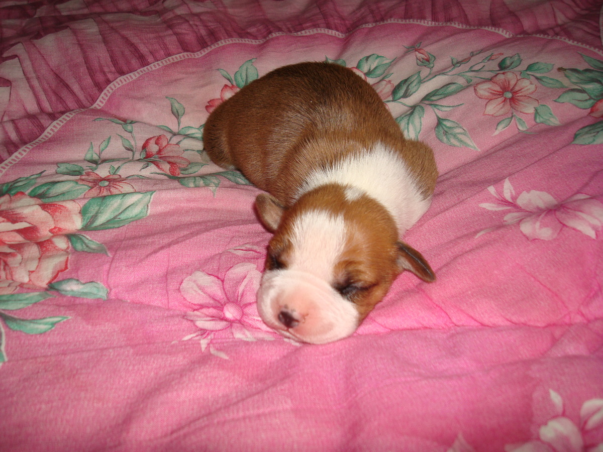 Брюлику 5 дней