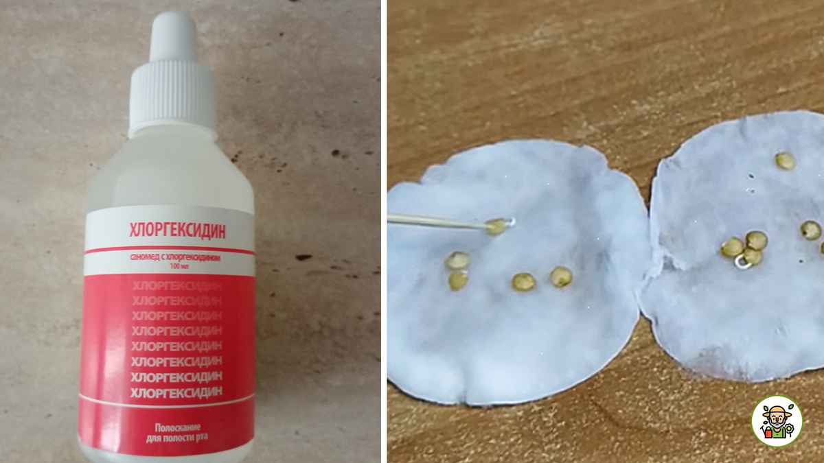 Семена, замоченные в хлоргексидине