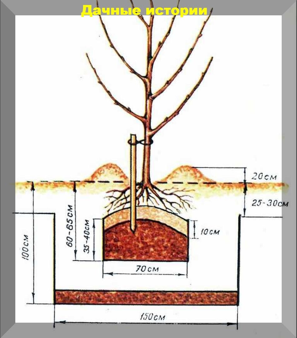 Как посадить яблоню схема