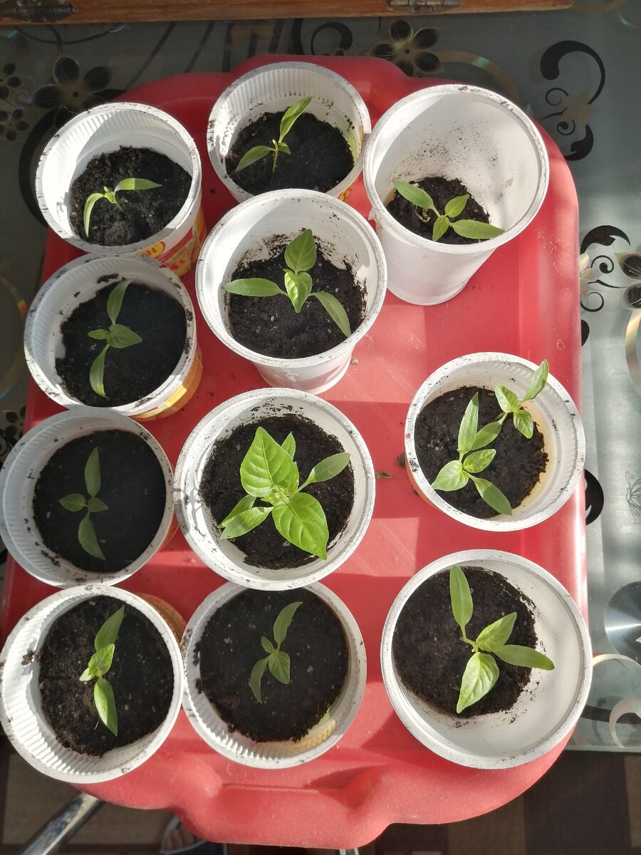 Перец сладкий. Фото автора. 