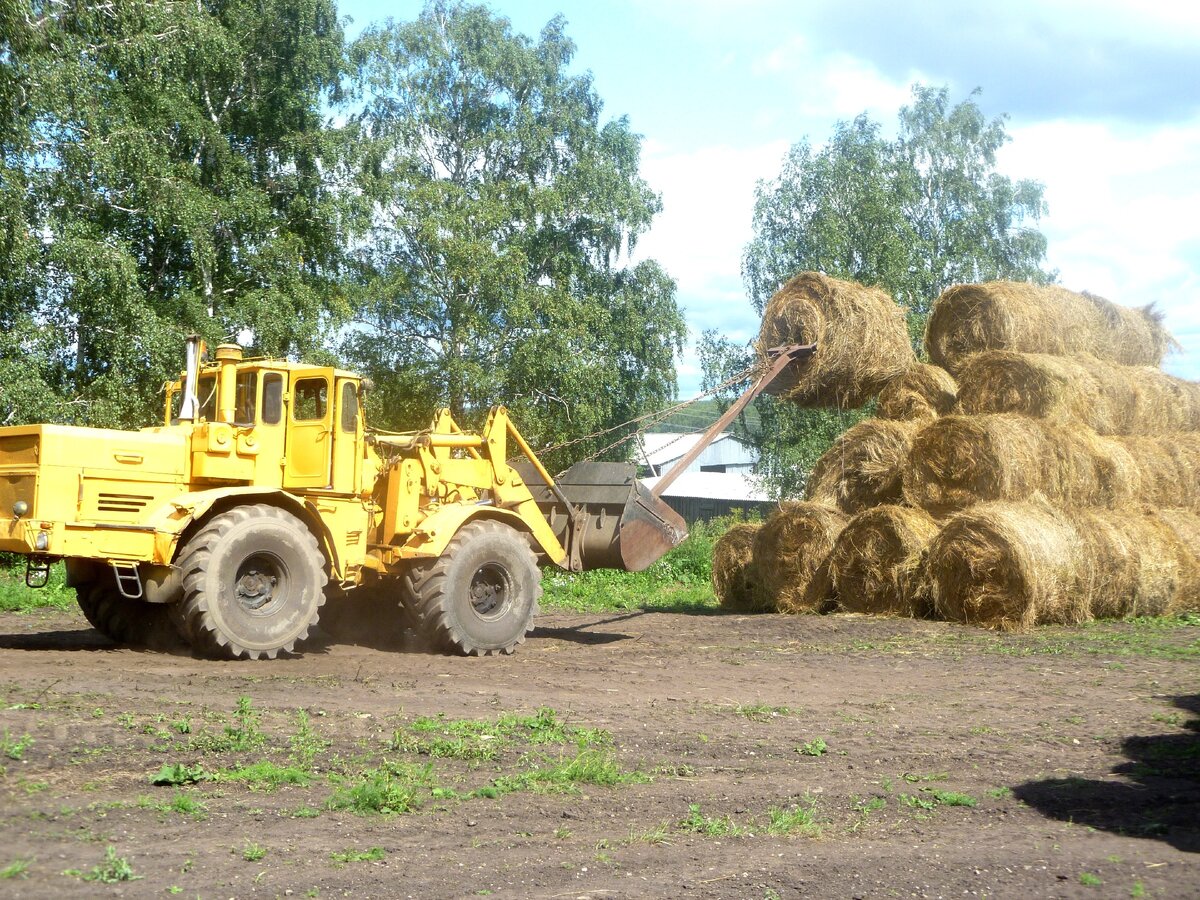 Витязи хлебного поля