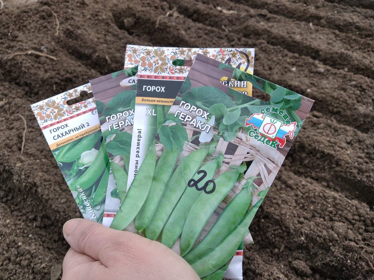 Поэтому гороха сажаю много - для детей. 