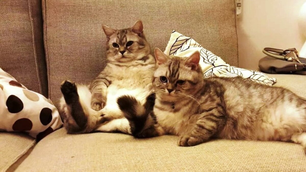 Психотерапевт | Animals | Дзен