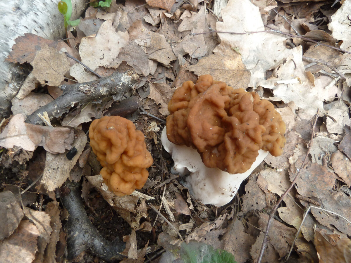 Какие грибы в мае. Первые грибы в мае. Грибы в мае в Подмосковье. Первые грибы после снега. Майский гриб плохое качество.
