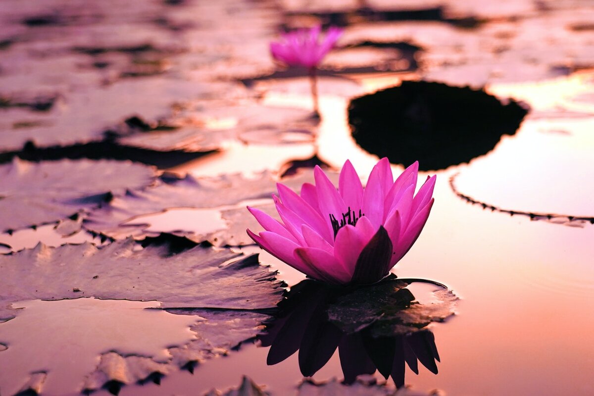 Фото автора Ankit Patel: Pexels 