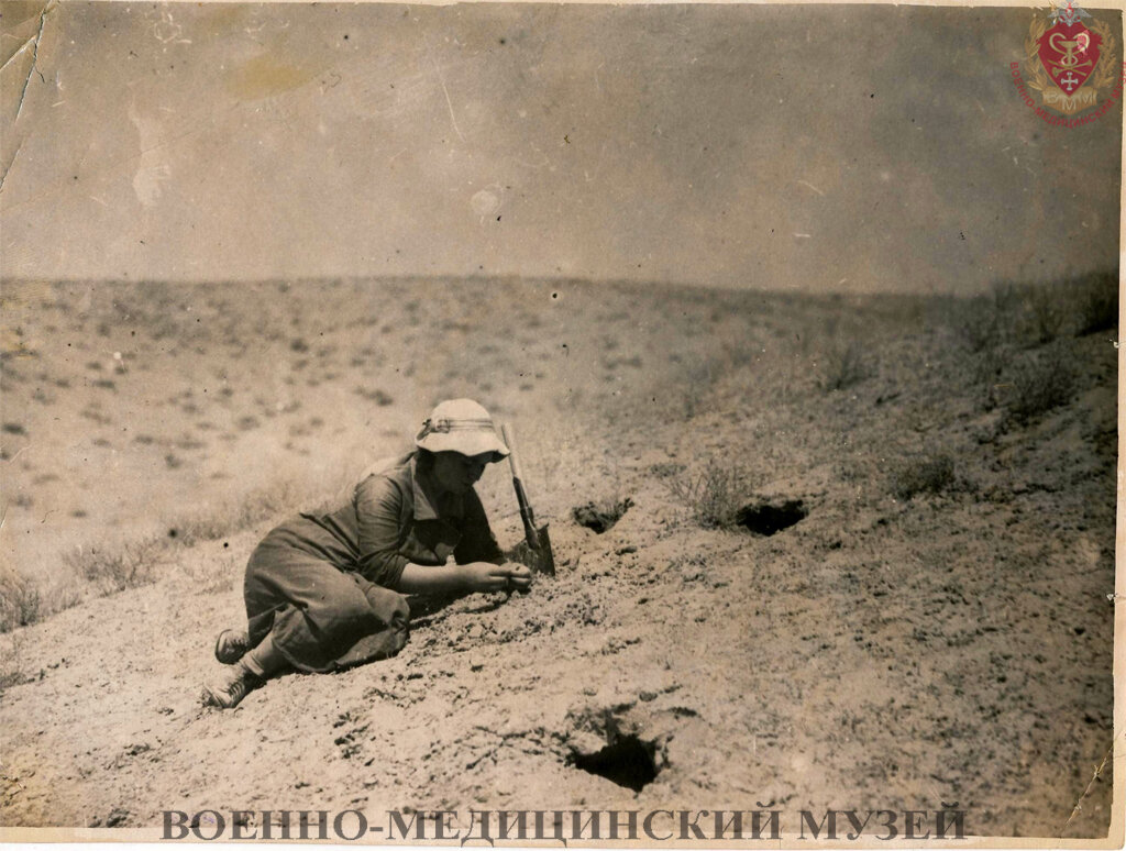 Изучение нор сусликов тонкополых. Экспедиция ВИЭМ, 1936 г. Фотография из архива Е.Н. Павловского; из коллекции Военно-медицинского музея
