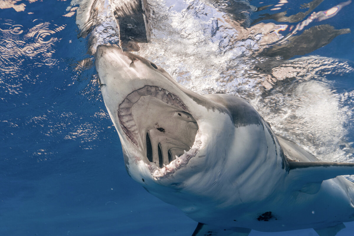 Global shark