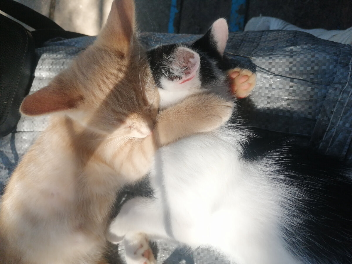 мотята спят)