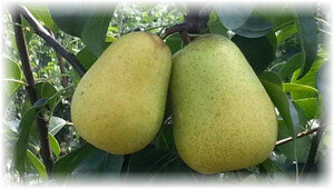 Одним из довольно известных среди садоводов плодовых деревьев является груша Чижовская. Это универсальный сорт, который неплохо приживается, имеет повышенную морозостойкость и плодоносность. Сорт вывели путем скрещивания двух других – Ольга и Лесная красавица. Груши обычно идут в употребление либо в неизменном виде, либо консервированными, в виде различных домашних заготовок.