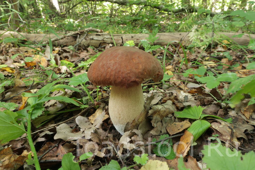 Мой первый белый-2021. Слегка запоздал... (фото И.Лебединского)