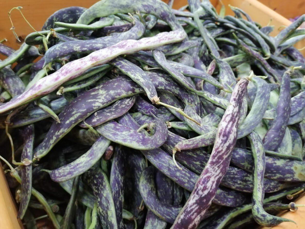 Стручковая фасоль. Фото Светы Давыдовой