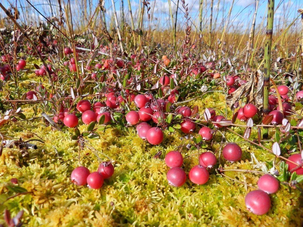 С просторов Яндекса