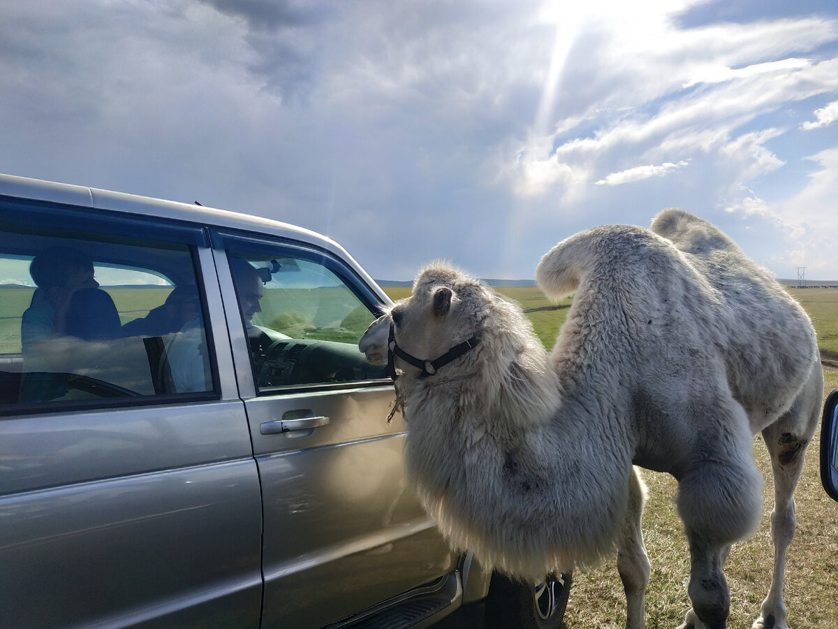 Верблюд по дороге на Плато Бермамыт