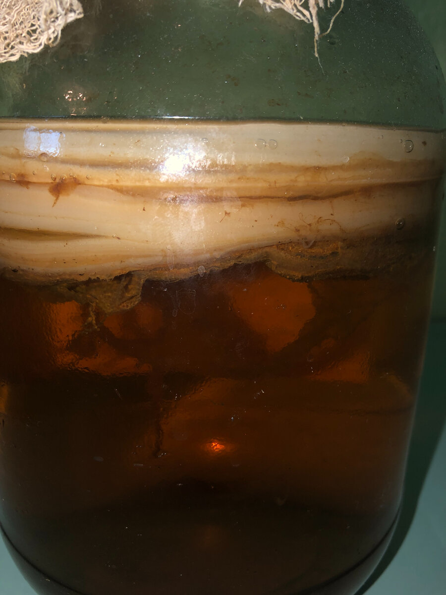 кольца чайного гриба