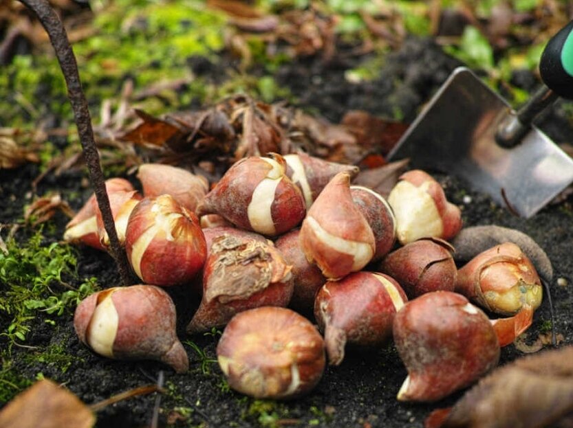 Фото: gardeningknowhow.com