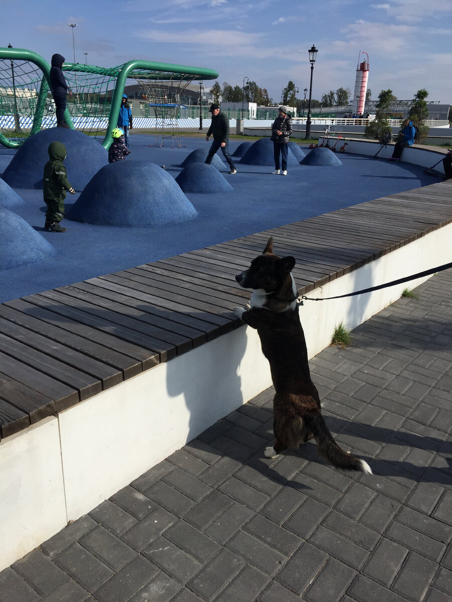 Классные детские площадки в Петербурге, все фото автора статьи