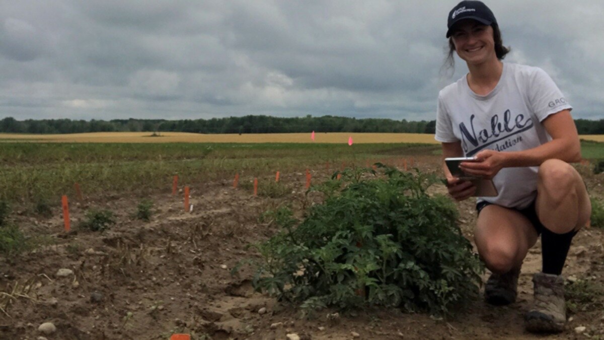 Фото:www.crops.org Натали Кайзер изучает устойчивость линий картофеля на поле, естественным образом зараженном колорадскими жуками.