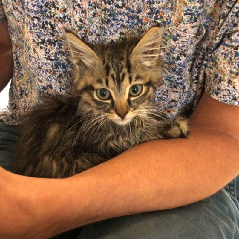 Кошка. Источник фото: https://petpop.cc/1721721-muzhchina-poshel-vygulivaty-kota-a-vernulsja-s-dvumja.html