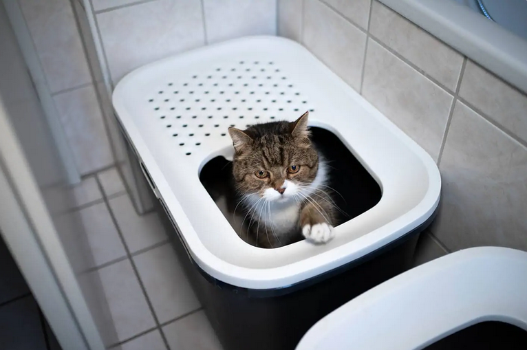 Закрытые туалеты для кошек. Достоинства, недостатки, правила выбора