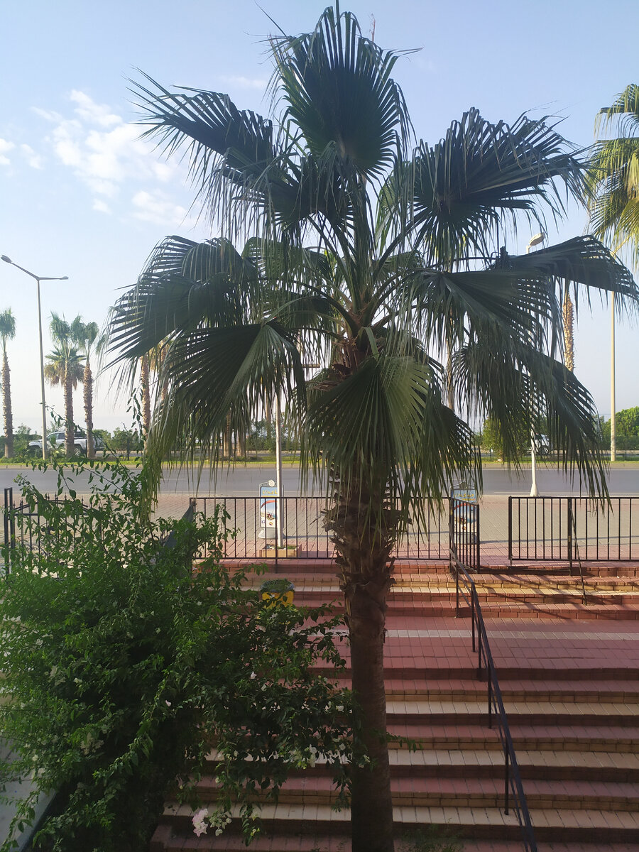 Море, пальмы, солнце. После Сибири это необыкновенно все выглядит