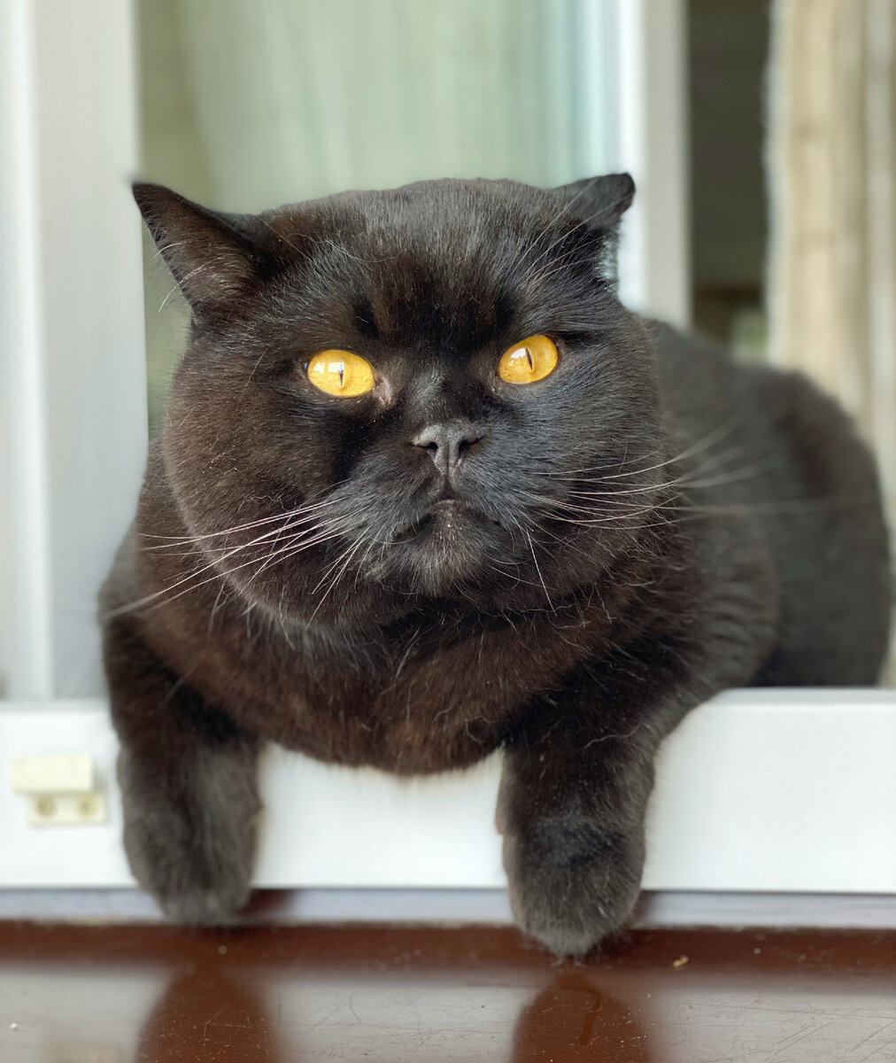 Так как кошка чужая, в статье я буду использовать фото из стока: https://www.pexels.com