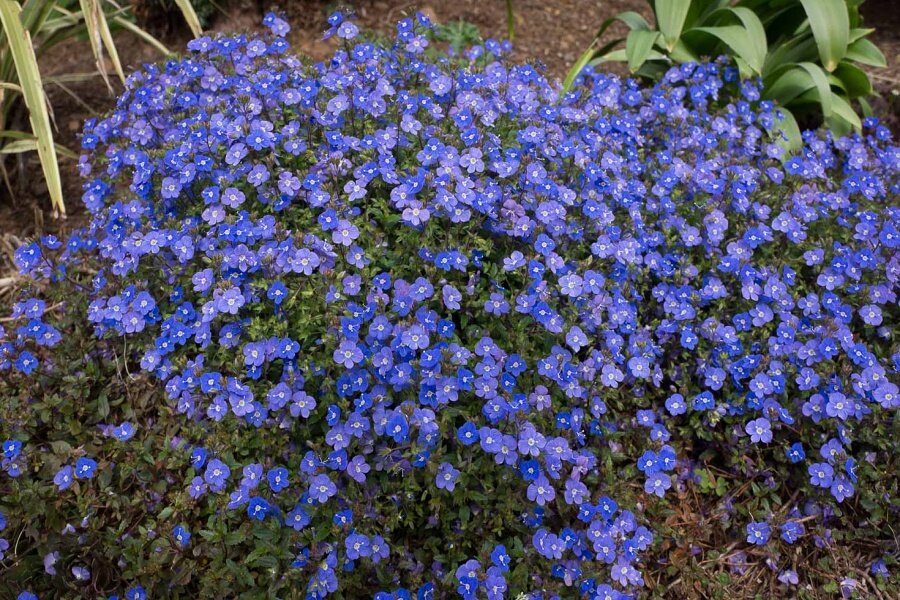 Источник фото: Яндекс. Картинки 