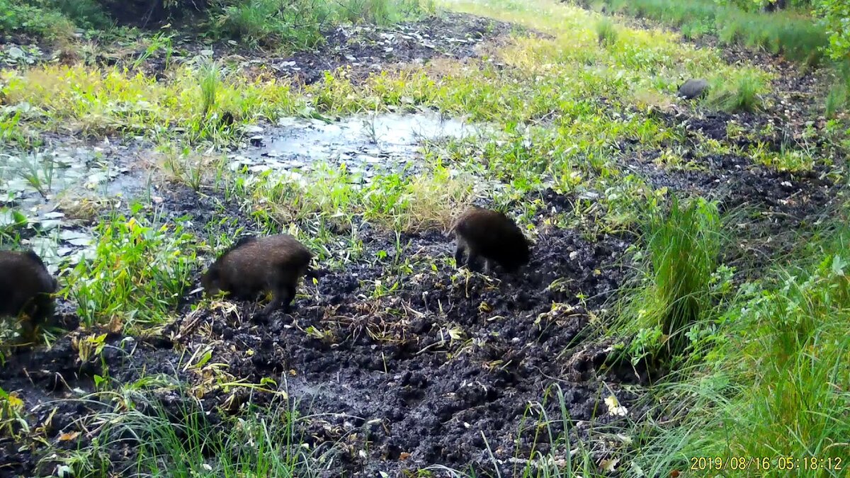 Кабаны лакомятся. Фото из интернета
