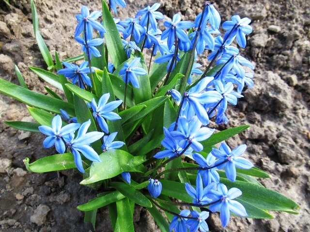 Пролеска Сибирская Scilla Siberica