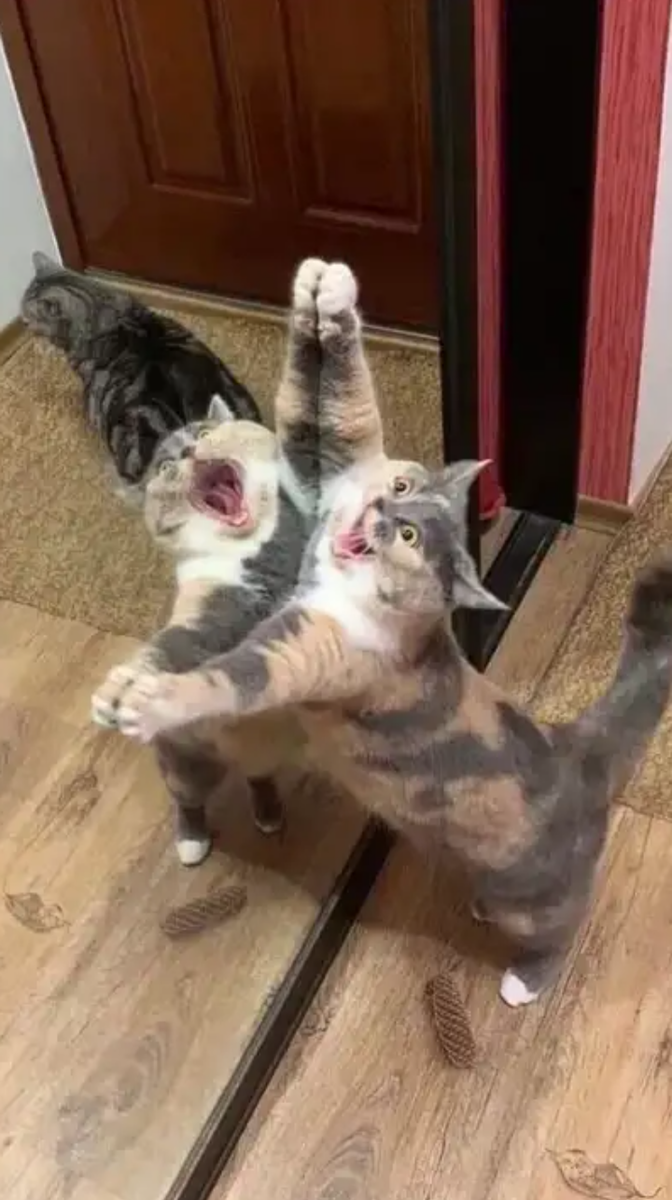 Кошачий вальс