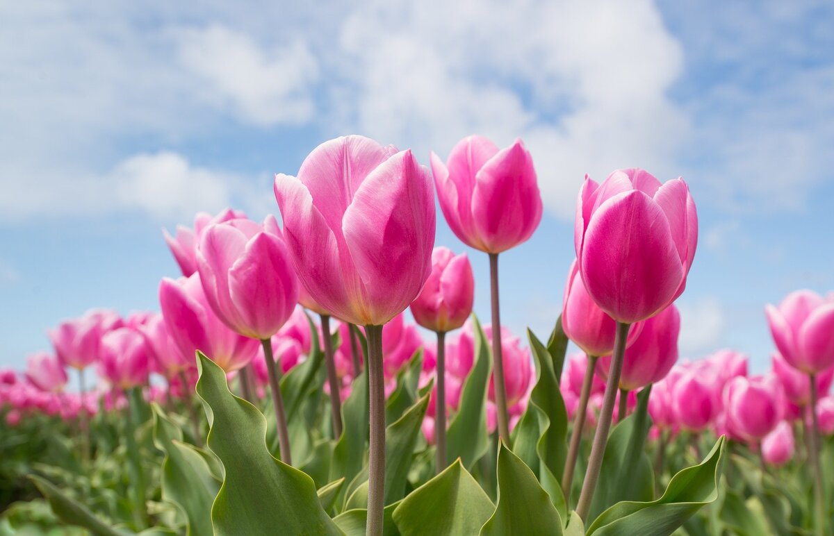 Тюльпаны считаются одним из главных символов 8 марта. Фото: Pixabay.com 