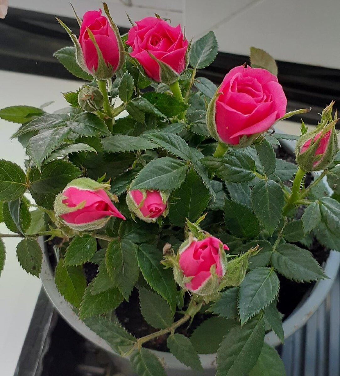 Первый день после покупки.