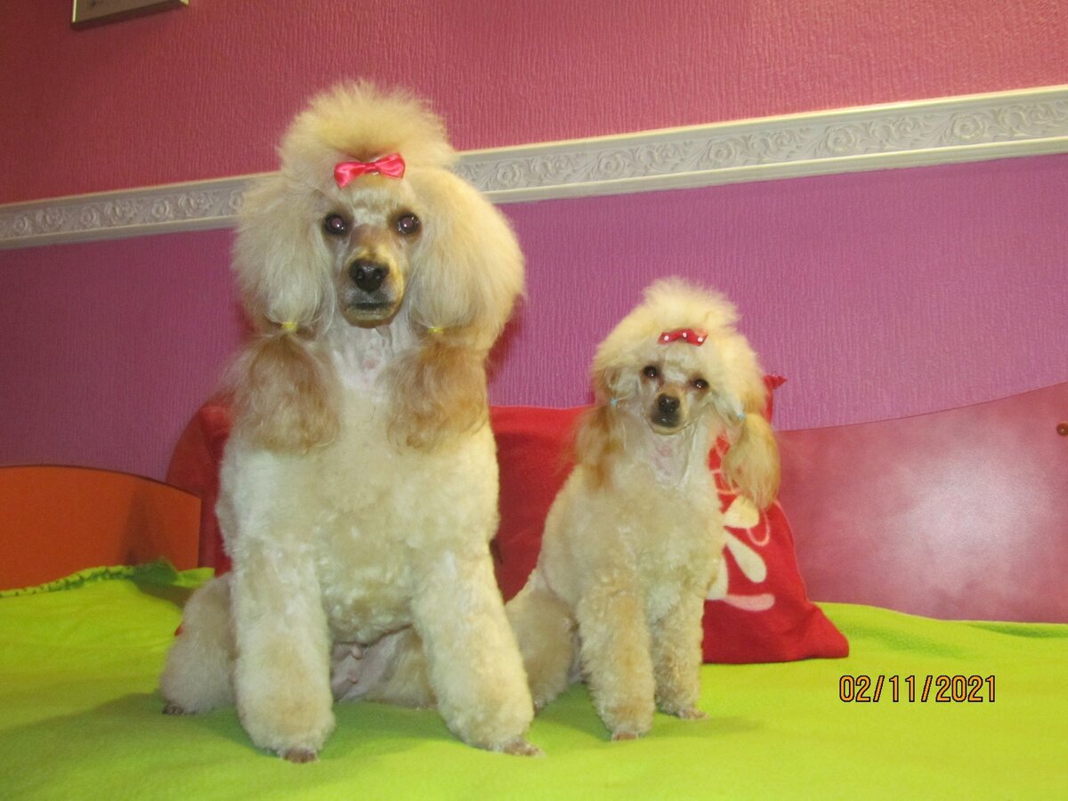 Мои любимки: ПИККОЛО АМОРЕ ( ЗАРА ) слева и ВИТАМИНКА РАДОСТИ ( ВИТА) справа. Фото из личного архива автора.