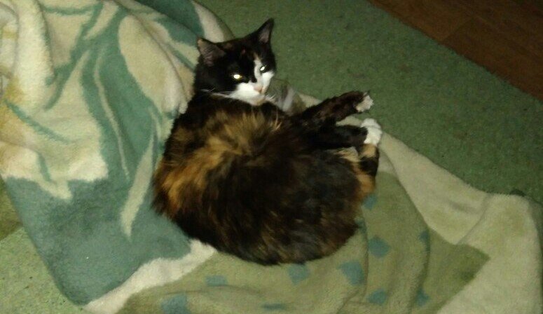 В начале заболевания