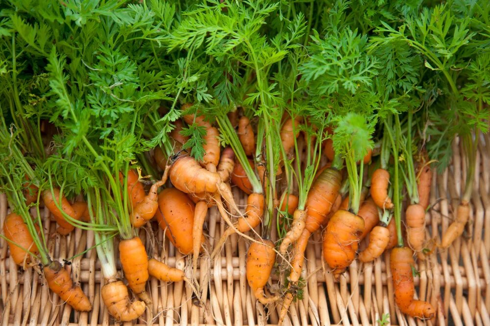Можно ли лук после моркови