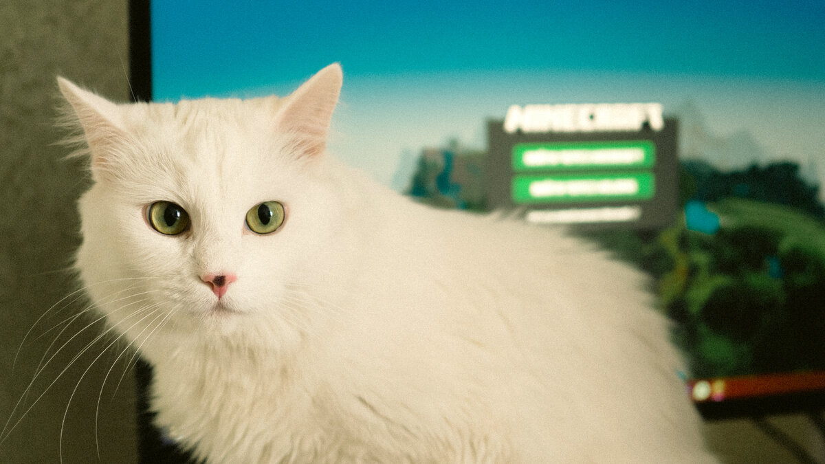 Кошка и Майнкрафт