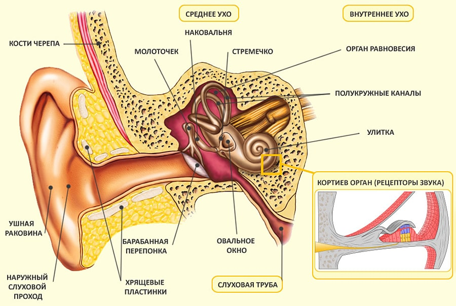 Барабанная перепонка овальное окошко стремечко. Схема строения наружного среднего и внутреннего уха. Схема внутреннего уха ушной раковины. Схема строения внутреннего уха. Анатомия строение Гуха.