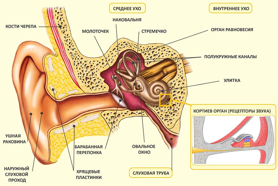 Слуховые косточки рецепторные клетки слуховую трубу. Схема внутреннего уха ушной раковины. Внутреннее ухо орган слуха строение. Схема строения внутреннего уха. Ушная раковина анатомия строение внутри.