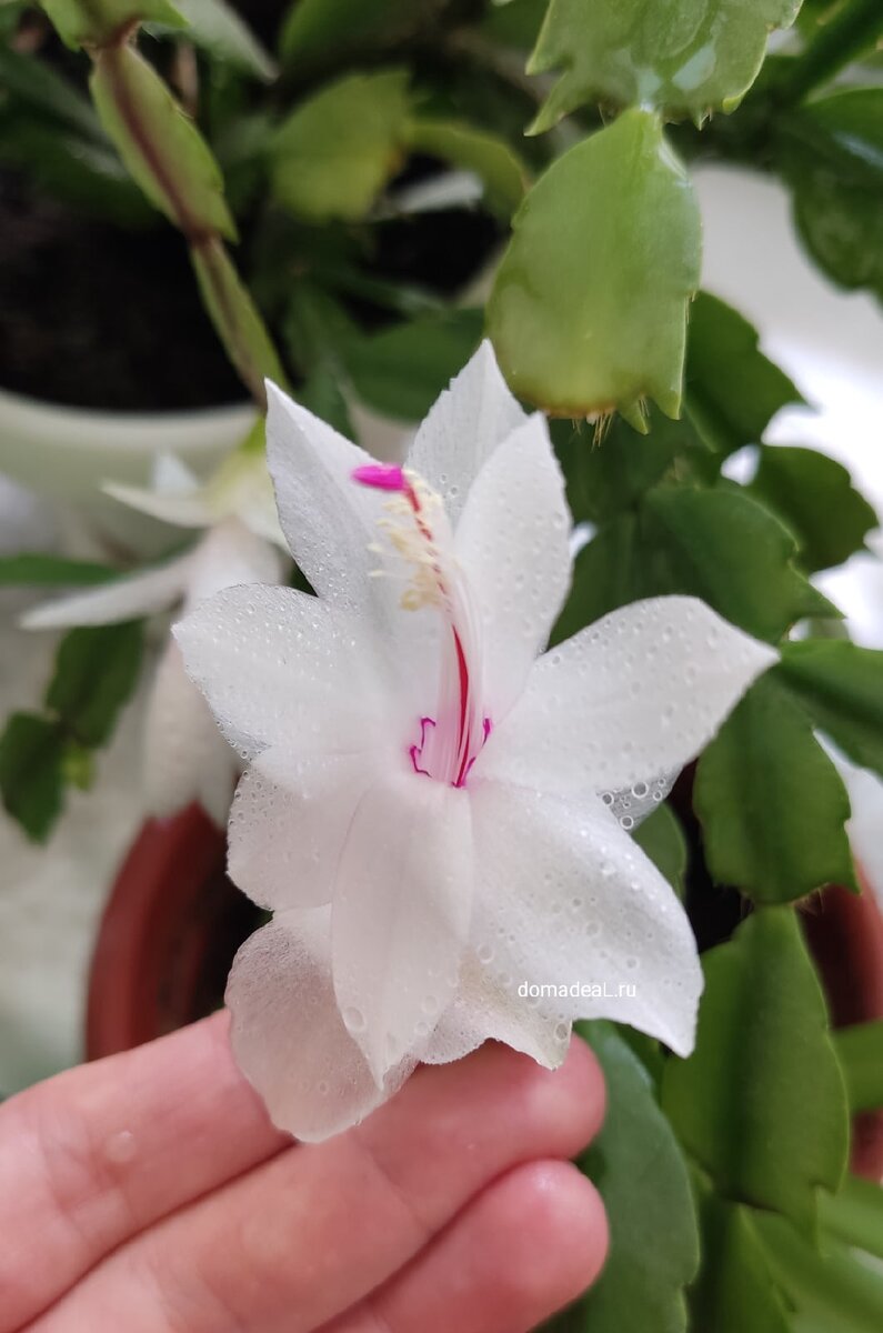 белый декабрист фото