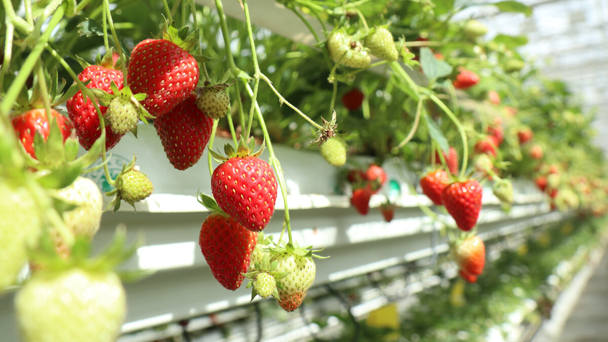 Клубника в теплицах "Московского"