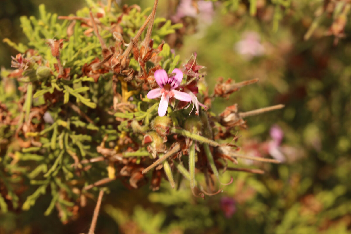 Pelargonium radens